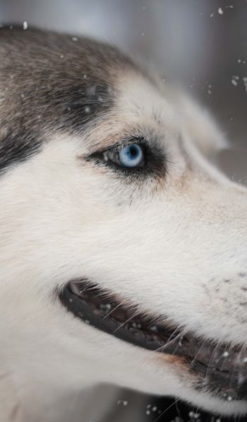 huskies, pet, muzzle Wallpaper 600x1024