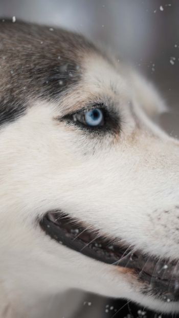 huskies, pet, muzzle Wallpaper 640x1136