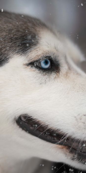 huskies, pet, muzzle Wallpaper 720x1440