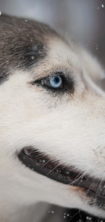 huskies, pet, muzzle Wallpaper 1440x3040