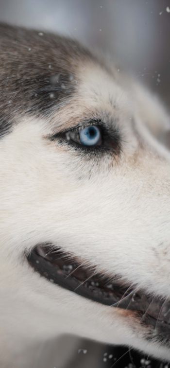 huskies, pet, muzzle Wallpaper 1125x2436