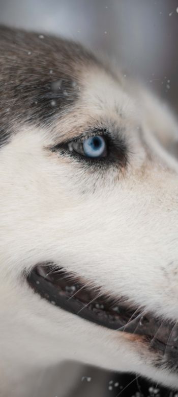 huskies, pet, muzzle Wallpaper 720x1600
