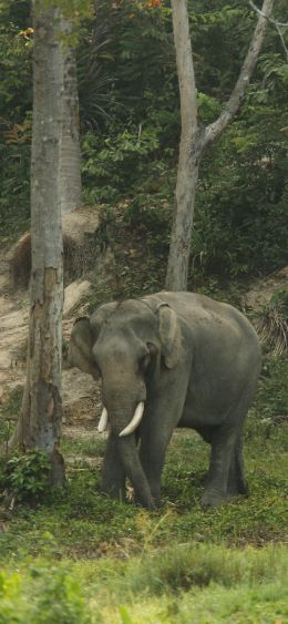 wild nature, elephant, tusks Wallpaper 1080x2340