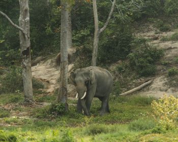wild nature, elephant, tusks Wallpaper 1280x1024