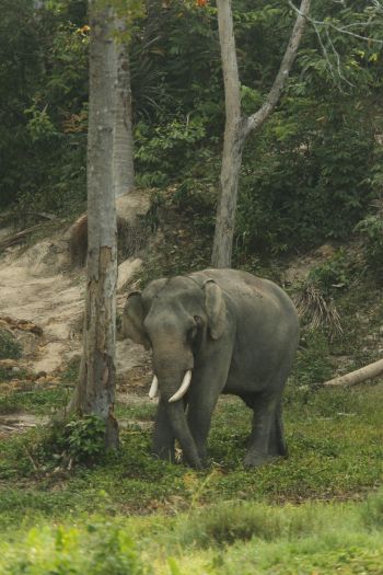 wild nature, elephant, tusks Wallpaper 640x960