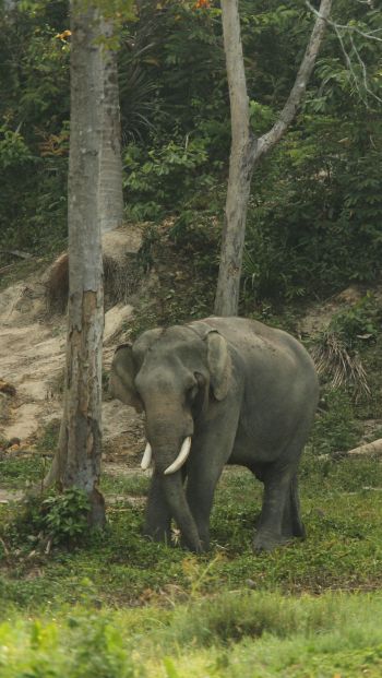 wild nature, elephant, tusks Wallpaper 640x1136