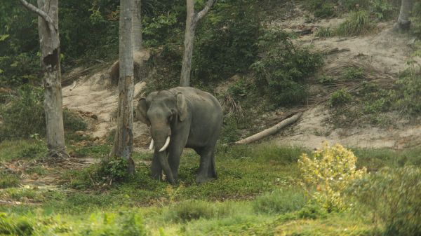 wild nature, elephant, tusks Wallpaper 1366x768