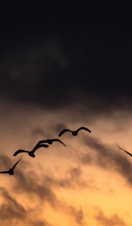 Poland, flying birds, sunrise, sunset Wallpaper 600x1024