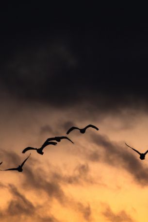 Poland, flying birds, sunrise, sunset Wallpaper 640x960