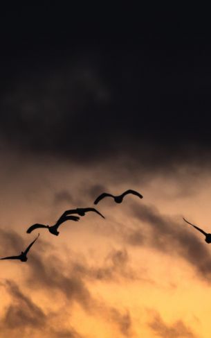 Poland, flying birds, sunrise, sunset Wallpaper 1752x2800