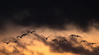 Poland, flying birds, sunrise, sunset Wallpaper 2560x1440