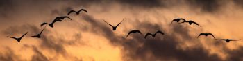Poland, flying birds, sunrise, sunset Wallpaper 1590x400