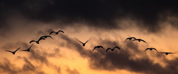 Poland, flying birds, sunrise, sunset Wallpaper 3440x1440