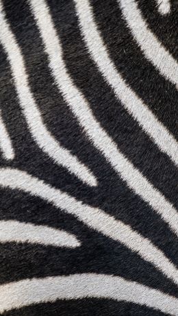 zebra, zebra fur, striped Wallpaper 640x1136