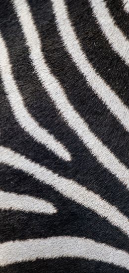 zebra, zebra fur, striped Wallpaper 1440x3040