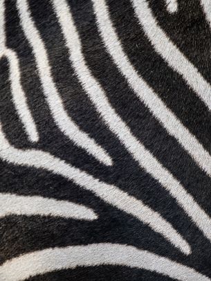 zebra, zebra fur, striped Wallpaper 2048x2732