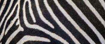 Обои 3440x1440 зебра, мех зебры, полосатый