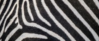 zebra, zebra fur, striped Wallpaper 2560x1080