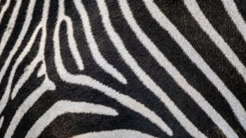 zebra, zebra fur, striped Wallpaper 2048x1152