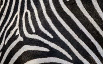 zebra, zebra fur, striped Wallpaper 2560x1600