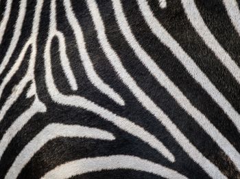 zebra, zebra fur, striped Wallpaper 1024x768