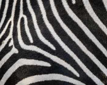 zebra, zebra fur, striped Wallpaper 1280x1024