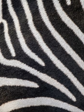 Обои 1620x2160 зебра, мех зебры, полосатый