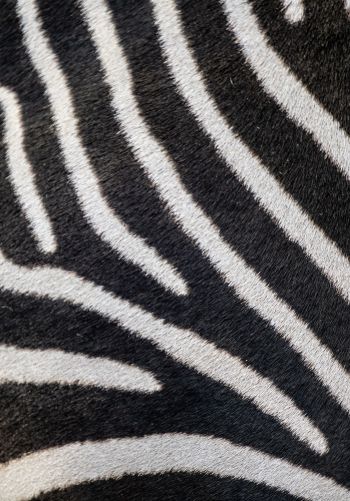 zebra, zebra fur, striped Wallpaper 1668x2388