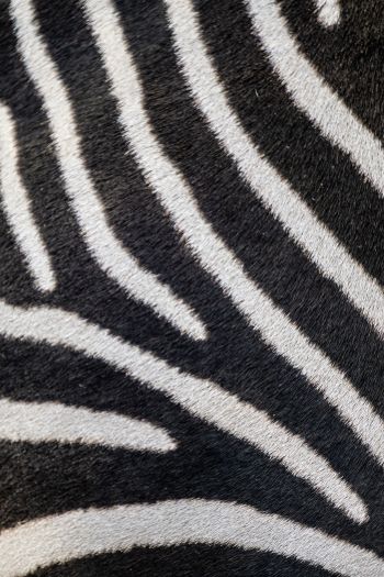 Обои 640x960 зебра, мех зебры, полосатый