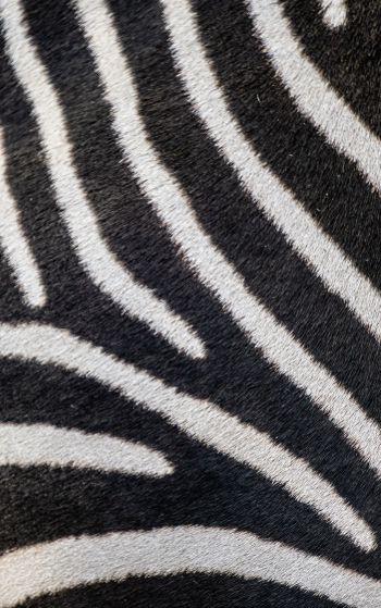 zebra, zebra fur, striped Wallpaper 1752x2800