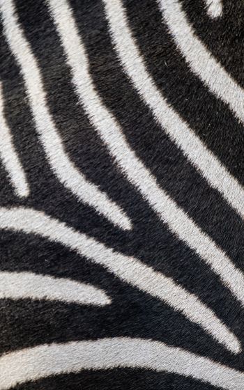 zebra, zebra fur, striped Wallpaper 1200x1920