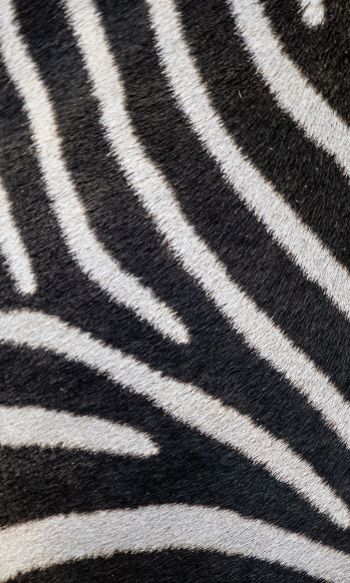 zebra, zebra fur, striped Wallpaper 1200x2000
