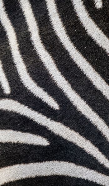 zebra, zebra fur, striped Wallpaper 600x1024