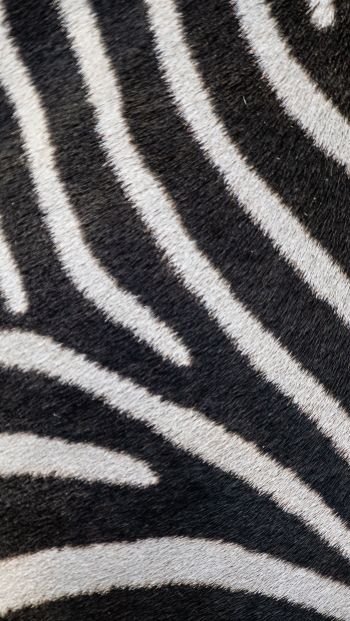 Обои 640x1136 зебра, мех зебры, полосатый