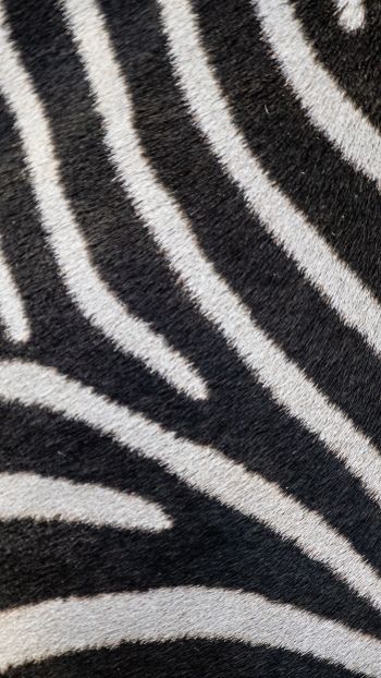 zebra, zebra fur, striped Wallpaper 1440x2560