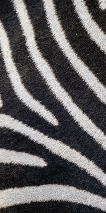 zebra, zebra fur, striped Wallpaper 720x1440