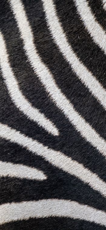 zebra, zebra fur, striped Wallpaper 1080x2340