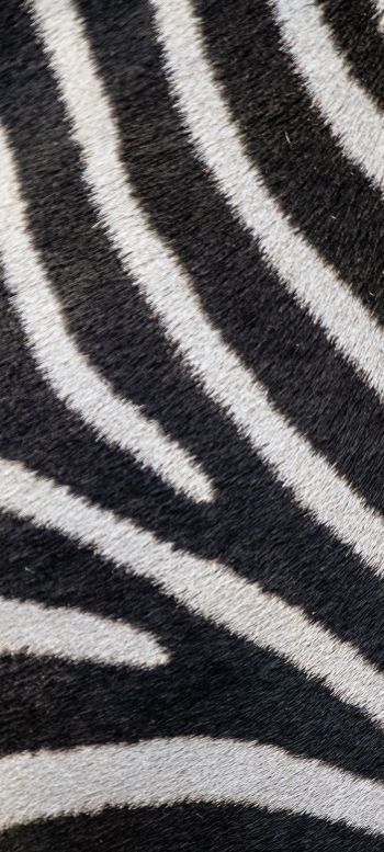 zebra, zebra fur, striped Wallpaper 1080x2400
