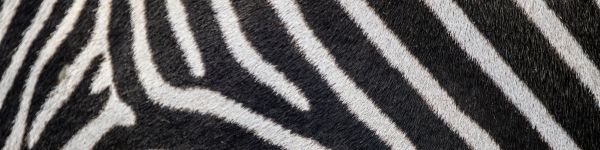 zebra, zebra fur, striped Wallpaper 1590x400