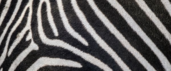 zebra, zebra fur, striped Wallpaper 3440x1440