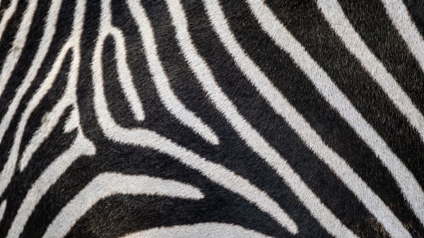 Обои 1600x900 зебра, мех зебры, полосатый