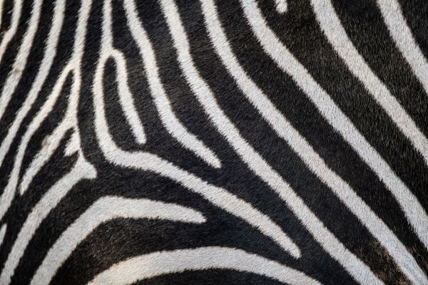 zebra, zebra fur, striped Wallpaper 6000x4000