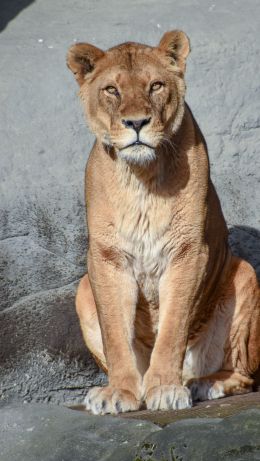 Zoo Hagenbeck, Lockstedter Grenzstrasse, Hamburg, Germany Wallpaper 640x1136