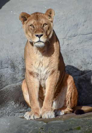 Zoo Hagenbeck, Lockstedter Grenzstrasse, Hamburg, Germany Wallpaper 1640x2360