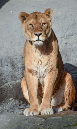 Zoo Hagenbeck, Lockstedter Grenzstrasse, Hamburg, Germany Wallpaper 1200x2000