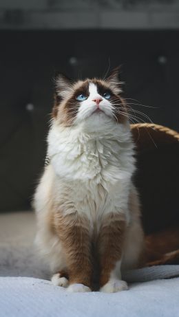 cat, pet, blue eyes Wallpaper 640x1136