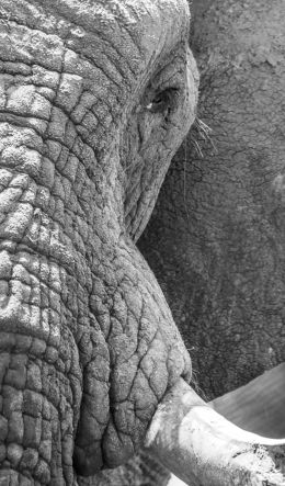 Обои 600x1024 Африка, дикая природа, слон