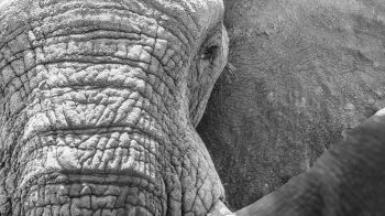 Africa, wild nature, elephant Wallpaper 3840x2160
