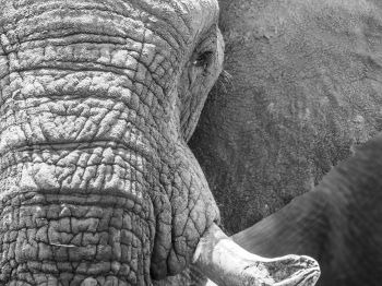 Africa, wild nature, elephant Wallpaper 1024x768