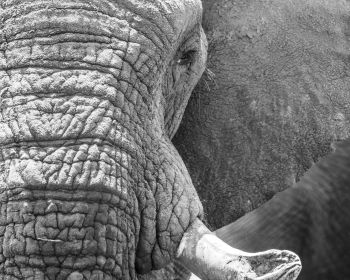 Обои 1280x1024 Африка, дикая природа, слон
